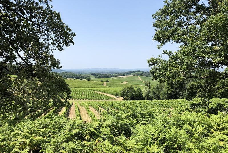 vignes barouillet à pomport en périgord